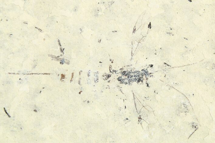 Detailed Fossil Ichneumon Wasp (Hymenoptera) - France #256030